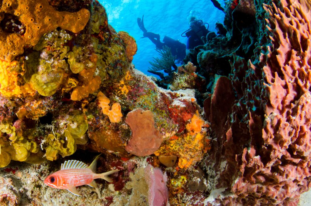 Scuba divers exploring a colourful coral reef
